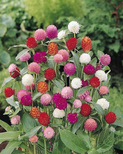 50 GLOBE AMARANTH MIX Gomphrena Globosa Mixed Colors Amaranthus Flower Seeds - Walmart.com Amaranthus Flower, Globe Amaranth, Rose Lavender, Flower Guide, Vertical Gardens, Mid Summer, White Plants, Plant Seeds, Cut Flower Garden