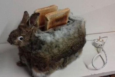 BAD TAXIDERMY! Bunny toast, anyone? #thumperthumpingdelicious Funny Taxidermy, Bad Taxidermy, Cow Head, Weird News, Bugs Bunny, Taxidermy, Best Memes, Funny Images, Funny Gif