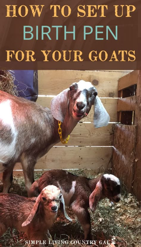 Kidding Stalls For Goats, Small Goat Pen Ideas, Diy Goat Feeder Grain, Kidding Pens For Goats, Goat Birthing Pen, Indoor Goat Pen Ideas, Goat Kidding Pen Ideas, Goat Kidding Stall, Goat Stalls In Barn