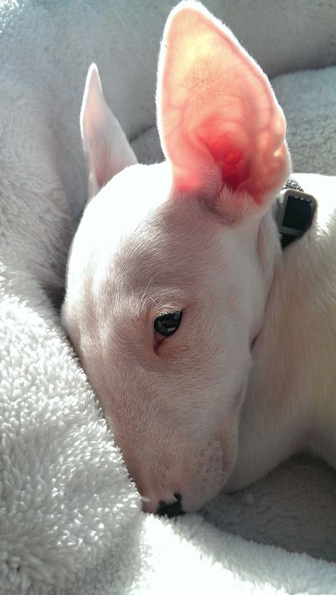 . Mini Bull Terriers, English Bull Terrier, Bull Terrier Puppy, Puppy Snuggles, Cutest Dogs, Wanna Kiss, English Bull Terriers, Terrier Puppy, Bull Terriers