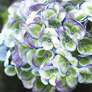 Green And White Hydrangea, Variegated Hydrangea, Magical Revolution, Hydrangea Seeds, Growing Hydrangeas, Hydrangea Garden, Hydrangea Macrophylla, Planting Hydrangeas, Love Garden