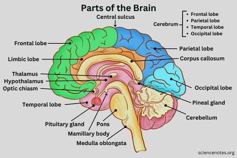 Brain Anatomy And Physiology, Brain Functions Diagram, Parts Of The Brain Anatomy, Brain And Its Parts, Part Of The Brain, Brain Labelled Diagram, Parts Of Brain And Function, Labelled Diagram Of Brain, Brain Structure Anatomy