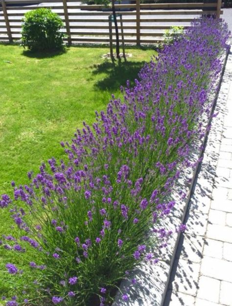 Levander Garden Ideas, Lavender Walkway, Dream Garden Backyards, Side Yard Landscaping, Zen Garden Design, Front Garden Landscape, Front Yard Garden Design, Lavender Garden, Purple Garden