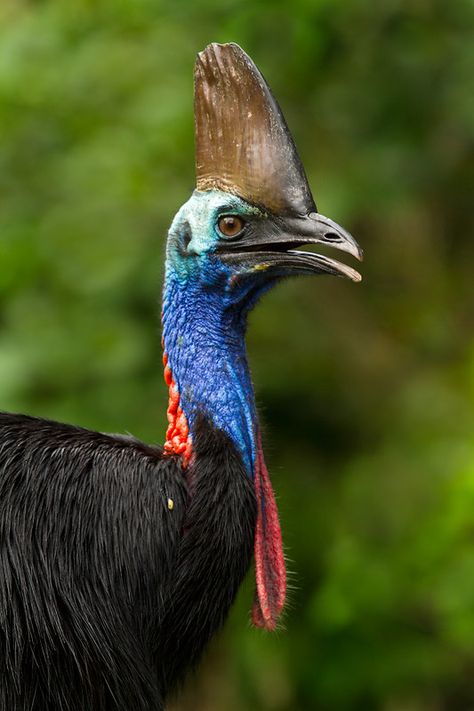 Southern Cassowary, Casuarius casuarius; adult male | Etty Bay, Queensland, Australia Cassowary Bird, Bizarre Animals, Curious Creatures, Australian Birds, Bird Wallpaper, Animal Sketches, Bird Drawings, Colorful Birds, Nature Aesthetic