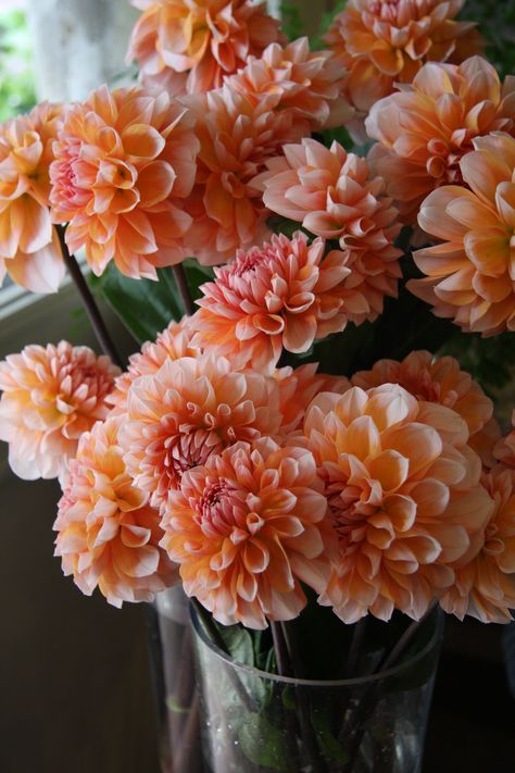 Peach dahlias: June - November $$$ Gingerbread Wedding, Chest Board, Fresh Flower Bouquets Wedding, Peach Dahlia, Bestie Wedding, Orange Dahlias, Reception Planning, Wedding Ides, Dahlia Garden