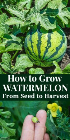 How To Plant Watermelon, Plant Watermelon Seeds, Plant Watermelon, Watermelon Growing, Growing Watermelon, Grow Watermelon, Salad Aesthetic, Sweet Custard, How To Grow Watermelon