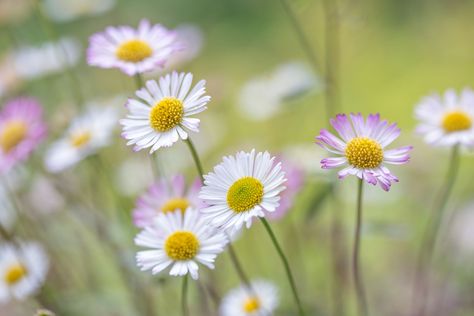 English daisies (Bellis perennis) can add a cozy English cottage flair to almost any garden but can be invasive if not contained. English Daisies, Common Daisy, English Daisy, Cozy English Cottage, Landscape Flowers, Artwork Inspiration, Spring Landscape, Wildflower Garden, Pollinator Garden