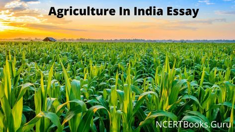 #AgricultureInIndiaEssay#StudentsAndChildren Crop Production And Management, Agriculture In India, Importance Of Agriculture, Lahan Pertanian, Corn Crop, Ikan Air Tawar, Crop Farming, Growing Corn, Agricultural Sector