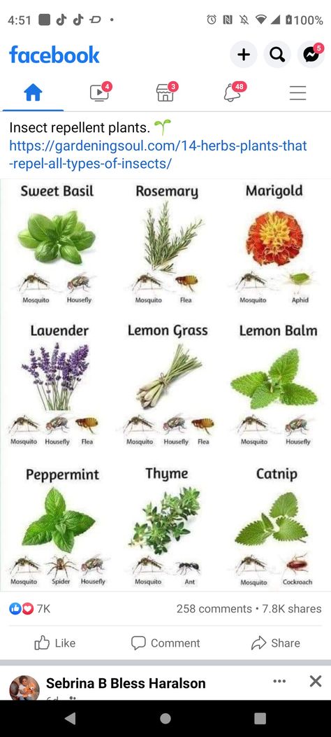 Insect Repellent Plants, Lemongrass Plant, Catnip Plant, Flea Repellent, Natural Mosquito Repellant, Mosquito Repelling Plants, Sweet Basil, Natural Insect Repellant, Lemon Lavender