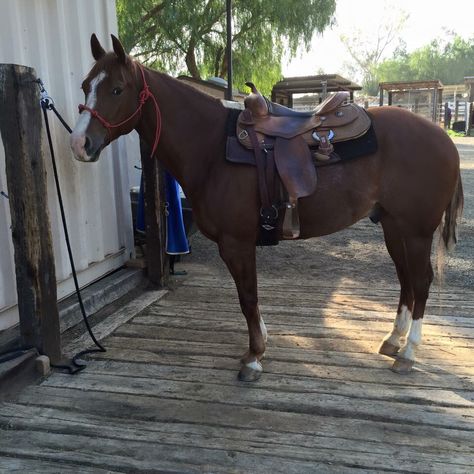 Tie area for grooming, saddling etc.. Railroad ties on the ground, horses can't make holes when they paw. Horse Tie Up Area, Horse Farm Ideas, Railroad Ties, Ranch Ideas, Tie Ideas, Horse Barn Plans, Horse Stall, Farm Layout, Blue Roan