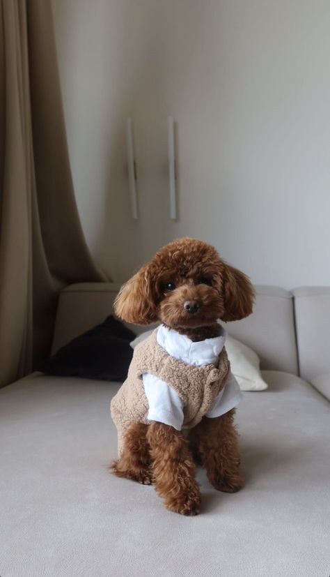 Ginger Toy Poodle, Toy Poodle Clothes, Toy Poodle Aesthetic, Shorkie Poo, Poodle Aesthetic, Puddle Dog, Brown Toy Poodle, Teddy Bear Poodle, Toy Poodle Dog