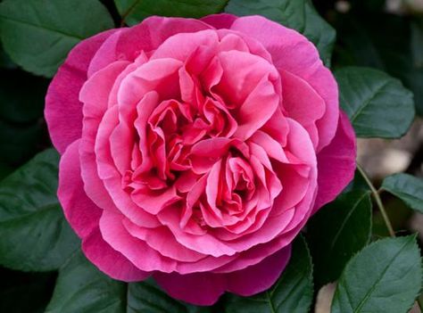 Dee-Lish® | Star Roses & Plants zones 5 to 9 Rosa 'Meiclusif' hybrid tea very upright shruby/bush Hybrid Tea Roses Garden, Hybrid Tea Roses Care, Breathtaking Flowers, 1000 Roses, Roses Plants, Rose Garden Landscape, Deco Garden, Outdoor Scenery, Hybrid Tea Rose