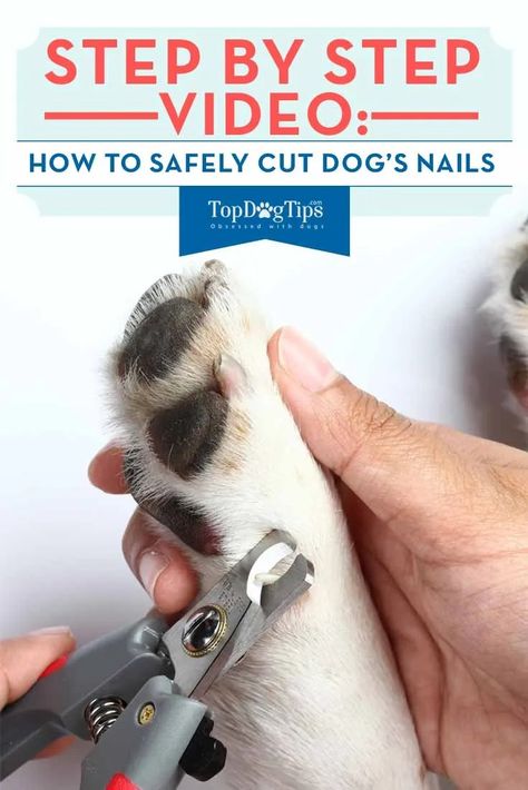 Clipping Dog Nails, Cut Dog Nails, Dogs Nails, Trimming Dog Nails, Dog Grooming Diy, Dog Grooming Tips, S Nails, How To Cut Nails, Dog Cuts