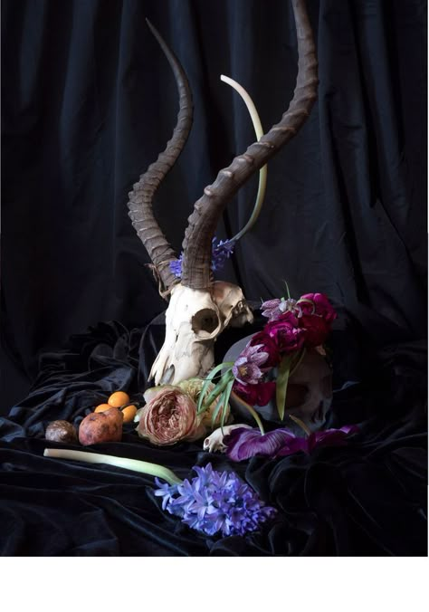 Still Life Pictures, Life Drawing Reference, Animal Skull, Still Life Photos, Still Life Drawing, Arte Inspo, Adobe Portfolio, A Level Art, Painting Still Life