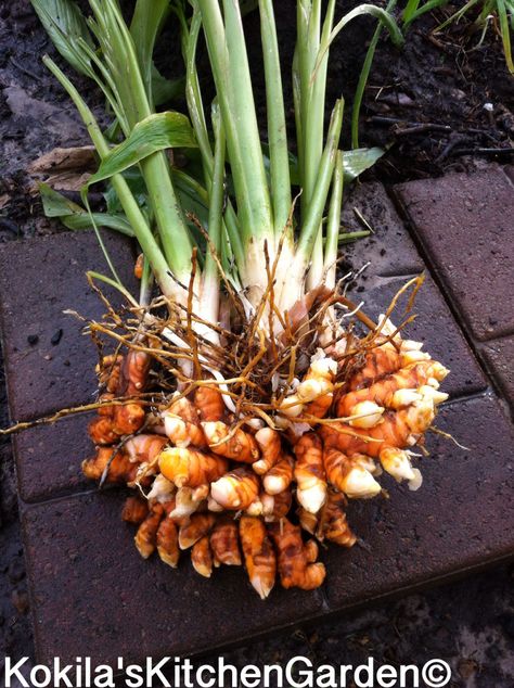 In the garden: Turmeric – Kokila's Kitchen Garden Growing Turmeric, Grow Turmeric, Turmeric Plant, Growing Ginger, Tattoo Plant, Organic Home, Fresh Turmeric, Organic Soil, Smitten Kitchen