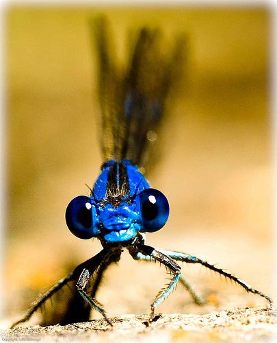 Blue Dragonfly | by julesnene Dragon Flys, Cool Insects, Insect Photography, Dragonfly Dreams, Blue Dragonfly, A Bug's Life, Beautiful Bugs, Dragon Fly, Creepy Crawlies