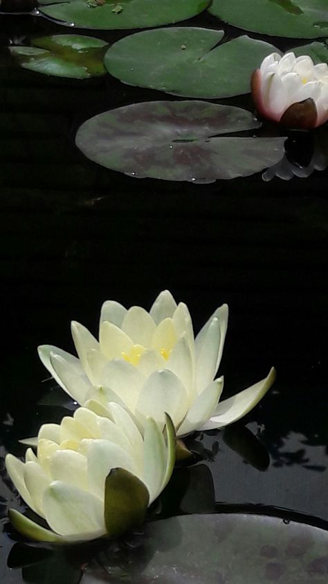 Talking Flowers, Water Lilly, Japan Culture, Flower Art Painting, Water Plants, Water Lilies, Water Garden, Lily Pads, Beautiful Creatures