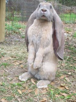 ~ English Lop Rabbit ~ I need one and I shall name her Beatrix Jane-Austen Potter. English Lop Rabbit, English Lop, Flemish Giant Rabbit, Lop Rabbit, Giant Rabbit, Flemish Giant, Pet Bunny Rabbits, Rabbit Breeds