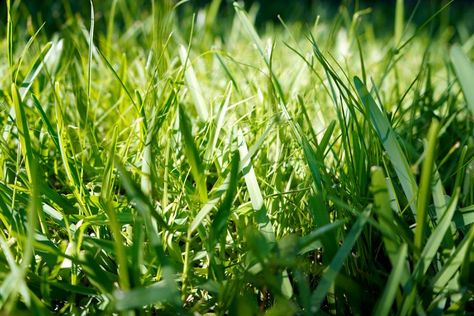 St Augustine Grass, Best Grass Seed, Planting Grass, Growing Grass, Professional Landscaping, Soil Testing, Garden Store, Pollinator Garden, Green Lawn