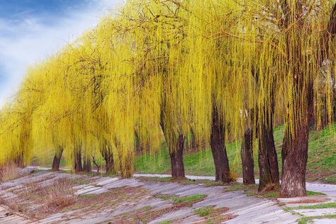 A willow tree type vivid yellow twigs A Willow Tree, Basket Willow, Willow Trees, Dappled Willow, Weeping Willow Tree, Western Asia, Willow Wood, Weeping Willow, Deciduous Trees