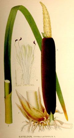 Typha latifolia Reedmace, Broadleaf cattail, Bullrush, Nailrod | pfaf.org British Plants, British Wild Flowers, Permaculture Design, Cat Tail, Edible Plants, Flower Plates, Old Book, Planting Herbs, Permaculture