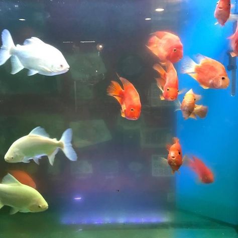 Fotografi Vintage, Goldfish, Photo Dump, Wall Collage, Fish Tank, Pretty Pictures, Aesthetic Art, The Ocean, Aesthetic Pictures