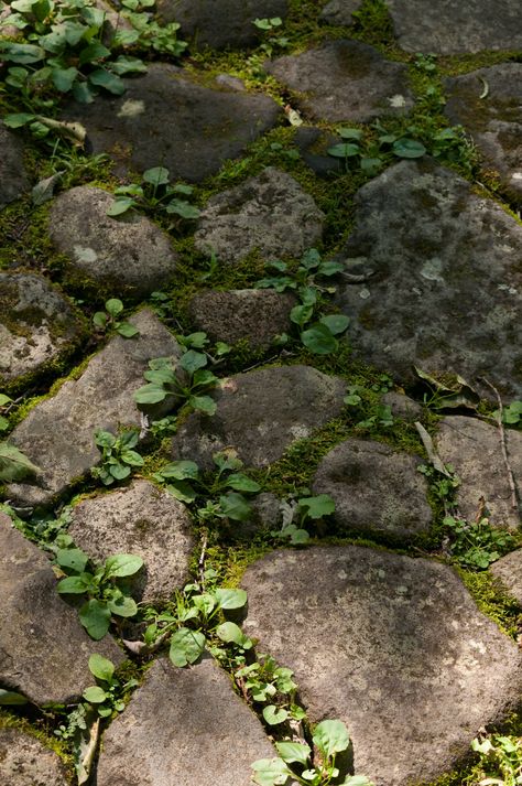 grass | Kimihiko Watanabe | Flickr Stones In Garden, Moss On Stone, Rocks Texture, Water Erosion, Ground Texture, Grass Texture, Rock Texture, Earth Materials, Brick Path