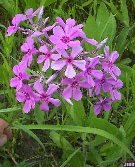 Prairie Plox (Phlox pilosa) Phlox Pilosa, Illinois Native Plants, Bee Garden, Blue Garden, Native Plants, Botanical Illustration, Yard Ideas, Perennials, Illinois