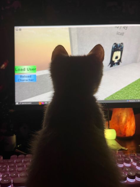 Roblox Playing, Goofy Animals, Silly Goofy, Play Roblox, Cute Kitten, Cat Playing, I Am Scared, Kittens Cutest, Mood Boards