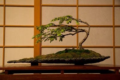 Bonsai in motion Windswept Bonsai, Bonsai Indoor, Bonsai Inspiration, Bonsai Pruning, Portland Japanese Garden, Bonsai Tree Types, Mame Bonsai, Bonsai Styles, Acer Palmatum