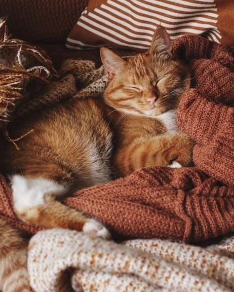 Autumn Vision Board, Autumn Moodboard, Autumn Mood Board, Orange And White Cat, Fall Cats, Fall Board, Cozy Fall Vibes, Fall Mood Board, Autumn Magic