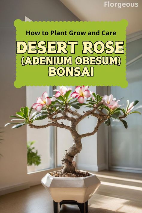 Desert Rose Bonsai Adenium Bonsai, Rose Bonsai, Desert Rose Plant, Succulent Tree, Succulent Bonsai, Adenium Obesum, Rose Plant, Pot Garden, Rose Trees