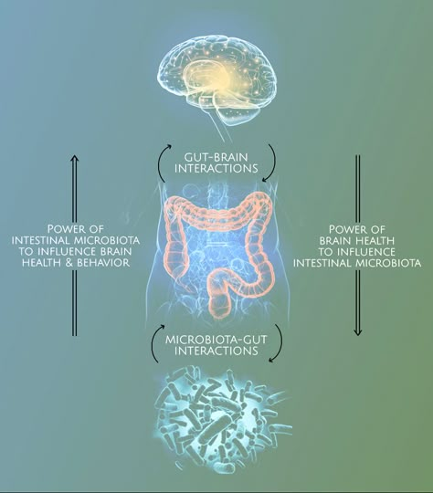 Gut-Brain Interactions and the role of the microbiome in brain health Gut Brain Connection Illustration, Gut Microbiome Illustration, Gut Brain Axis Illustration, Gut Aesthetic, Microbiome Illustration, Gut Health Aesthetic, Gut Brain Connection, Brain Overload, Enteric Nervous System