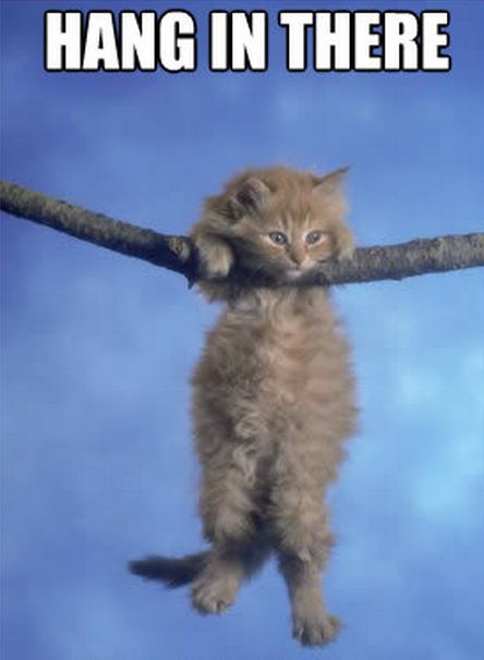 Hang In There Meme, Cat Motivation, Hang In There Cat, Corporate Core, Work Posters, Dreams Quotes, Writing Picture Books, Cat Hanging, New Warriors