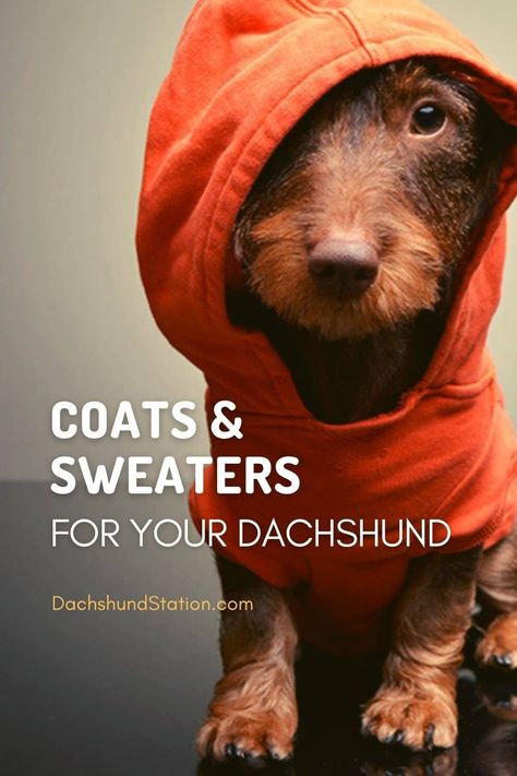 Dachshund Outfits, Mini Dachshund Clothes, Dachshund Raincoat, Dachshund Clothing, Dachshund Dog Sweaters, Dachshund Coat, Dachshund Accessories, Dachshund Colors, Doxie Art