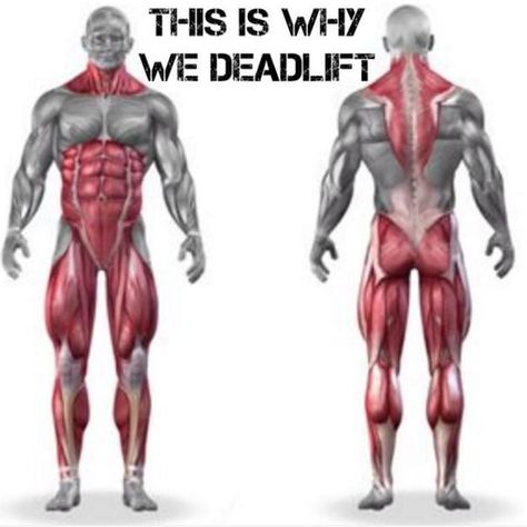 Deadlift Muscles Worked, Leg Workout Routines, Women Muscle Building, Bench Workouts, Countdown Workout, Erector Spinae, Barbell Lifts, Sets And Reps, Mass Gain