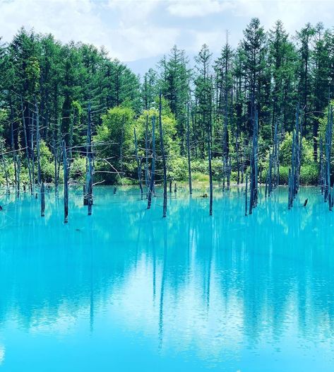 Nature is always far beyond our imagination. Famous blue pond in Biei, Hokkaido Biei Hokkaido, Location History, On Twitter, Water, Twitter, Photography, Blue, Nature, Hokkaido