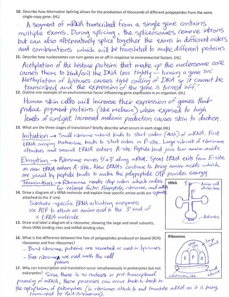 IB Protein Synthesis Review Key (2.7-7.2-7.3) Learning Biology, Protein Biology, College Biology, Genetic Modification, Pancakes Protein, Biochemistry Notes, Biology College, Cells Project, Mcat Study