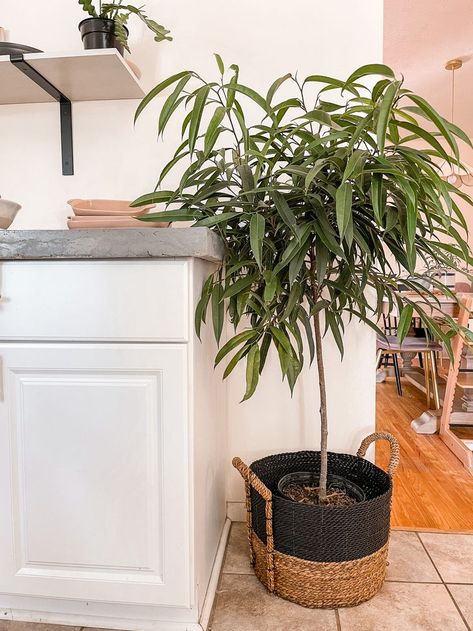 Basket planter trend. Ficus Alli. Planters Basket Planters, Indoor Planter, Living Room Inspo, Indoor Planters, Hanging Plants, The Trend, Plant Care, House Plants, Planter Pots