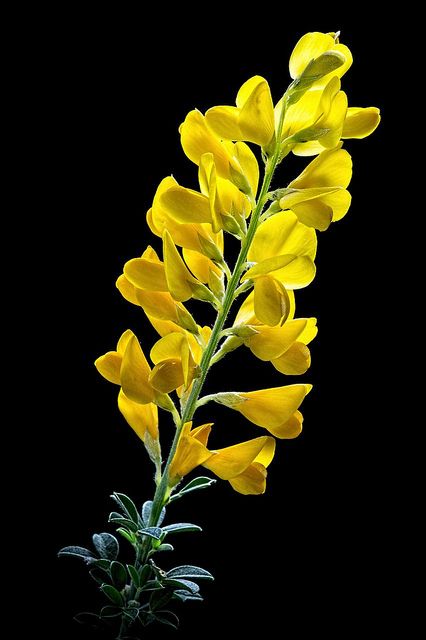 Broom Plant, Good Morning Beautiful Images, Wallpaper Nature Flowers, Black Flowers, Yellow Flower, Flower Lover, Mellow Yellow, Flowers Nature, Yellow Roses