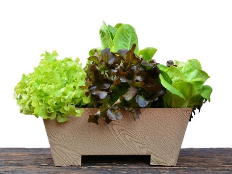 How To Grow Lettuce In A Container Growing Salad Greens, Lettuce In Containers, Short Ornamental Grasses, Growing Salad, Lettuce Bowl, Growing Lettuce Indoors, Bowl Garden, Indoor Garden Apartment, Growing Vegetables Indoors