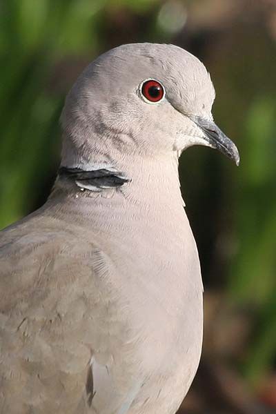 Collared Dove, Feral Pigeon, Dove Nest, Dove Pigeon, Wood Pigeon, British Birds, Dove Bird, Turtle Dove, British Wildlife