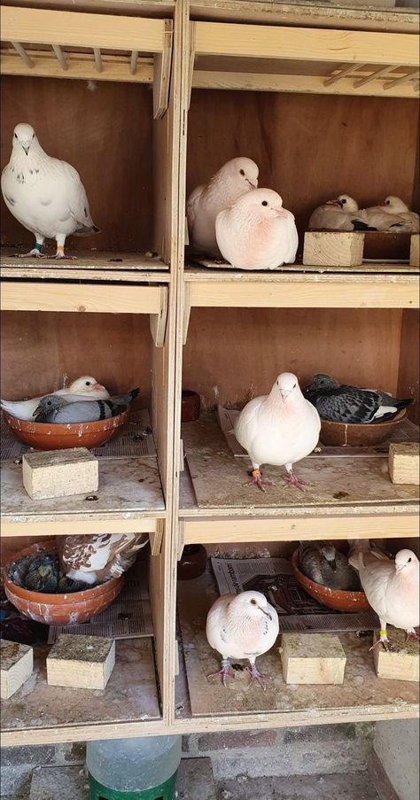 Racing Pigeon Lofts, Pigeon Loft Design, Pigeon Nest, Chicken Perches, Pet Pigeon, Pigeon Cage, Cute Pigeon, Pigeon House, Pigeon Pictures