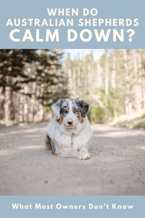 Australian shepherd Aussie Shepherd Puppy, Mini Aussie Shepherd, Australian Shepherd Training, Mini Aussie Puppy, Merle Australian Shepherd, Australian Shepherd Blue Merle, Dog Commands, Outside Dogs, Dog Advice