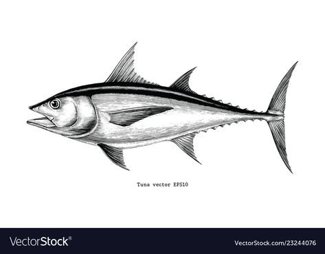 Tuna Fish Illustration, Tuna Fish Tattoo, Tuna Drawing, Tuna Tattoo, Fish Engraving, Cocoa Plant, Mushroom Background, Fish Sketch, Flash Ideas