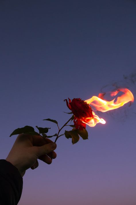 Rose On Fire, Burning Flowers, Burning Rose, Fire Image, Fire Photography, Aesthetic Roses, Rosé Aesthetic, Söt Katt, Trik Fotografi