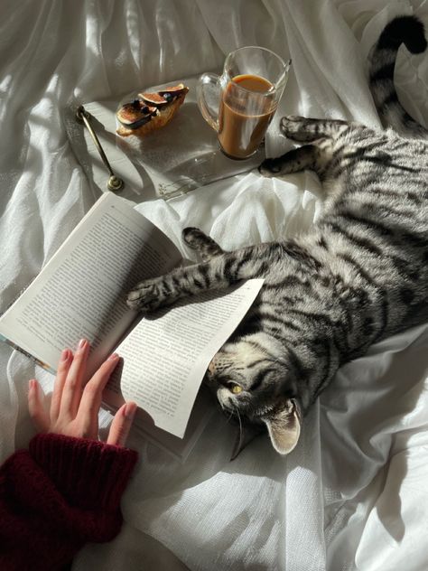 Lazy Day In Bed, Cats Books And Coffee, Cats Books, Books And Coffee, Coffee Wallpaper, Healthy Cat, Kittens And Puppies, Cat Books, Pet Bird