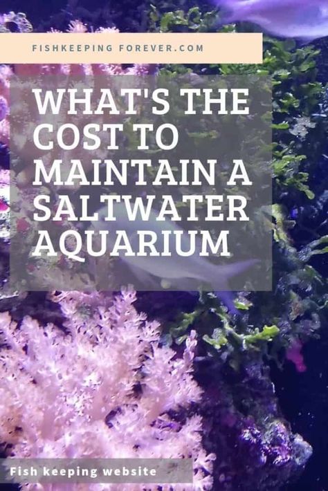 What Does a SaltWater Aquarium Cost to Maintain?   Let's see exactly how much a saltwater / marine aquarium cost to setup and run.  We breakdown the cost of running a saltwater aquarium.   SALTWATER AQUARIUM | MARINE TANK | SETUP COSTS | MAINTANANCE COST | MARINE TANKS  #MARINEAQUARIUMS #REEFTANKS #SALTWATERFISH #SALTWATERAQUARIUM Aquarium Saltwater, Unique Fish Tanks, Aquarium Set, Saltwater Aquarium Fish, Saltwater Fish Tanks, Marine Tank, Aquarium Setup, Salt Water Fish, Saltwater Tank