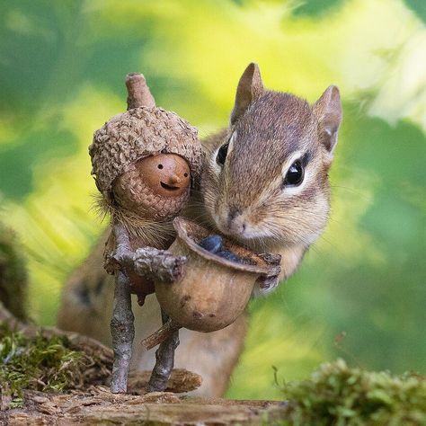 Becorns By David Bird, Acorn Figures, David Bird, Acorn People, Acorn Art, Acorn Crafts, Deco Nature, Stick Art, Bed Bugs