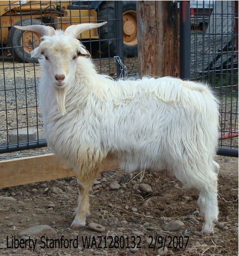 Goat Pasture, Cute Animals Wallpaper, Tattoo Goat, Fiber Animals, Goat Paintings, Cashmere Goat, Goat Barn, Angora Goat, Rococo Art